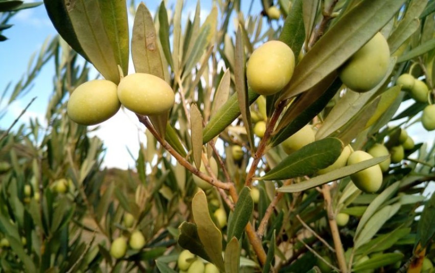 Fabrizio Della Polla - ¡Entérate! Aceite de oliva extra virgen… ¡un poderoso aliado de la salud! - IMG