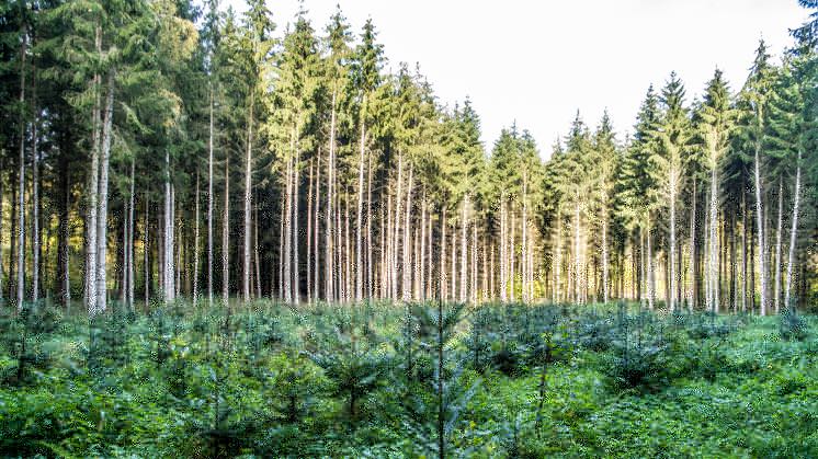 La reforestación como parte de la Responsabilidad Social Empresarial – Fundación Yammine
