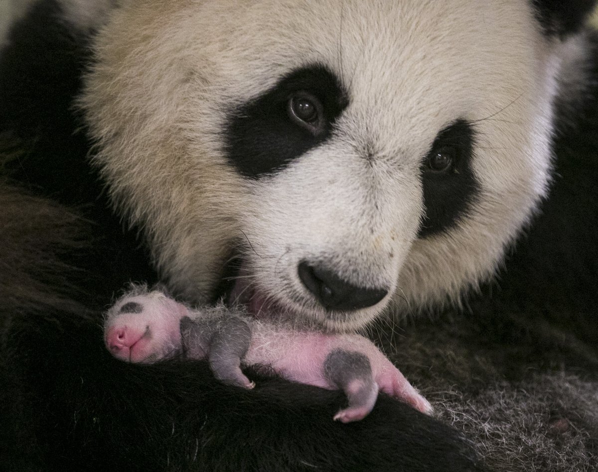 Dateando-bebepanda