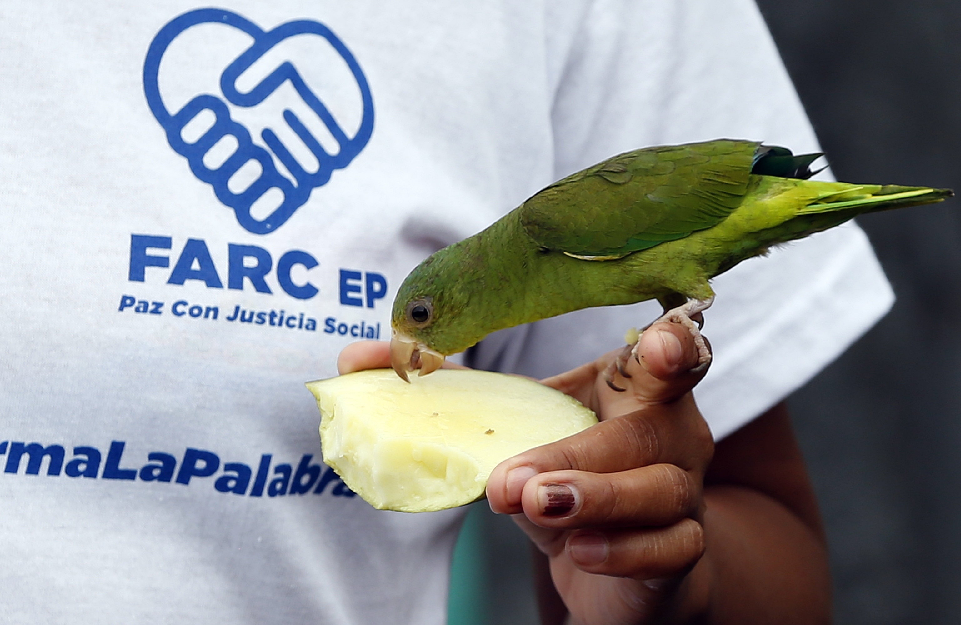 Dateando, proceso de paz en Colombia