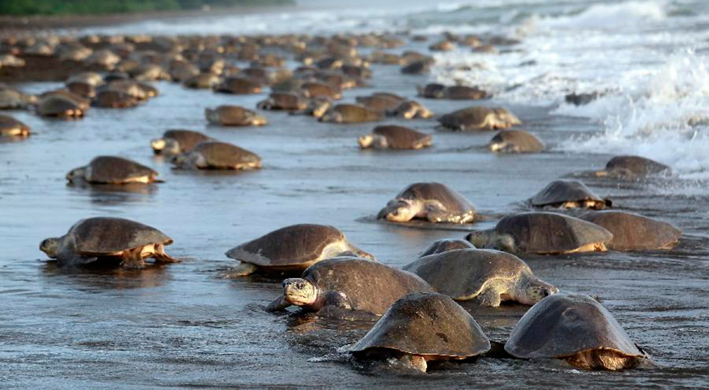 Dateando-tortugas