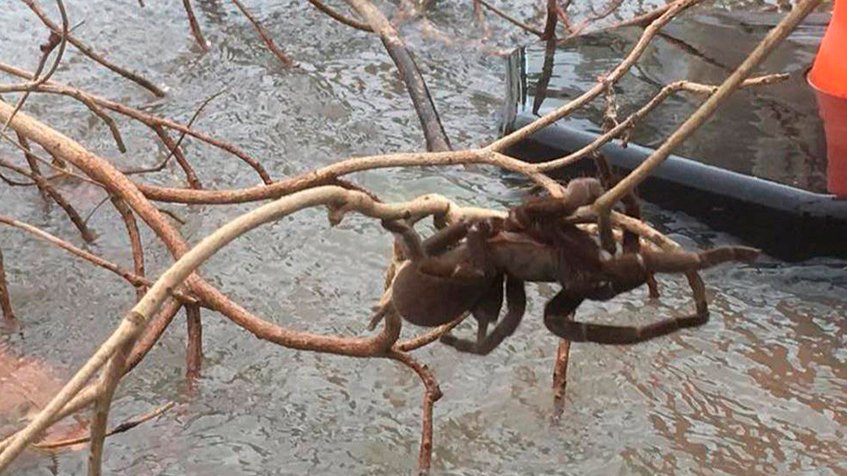 Dateando - ¡Aterrador! ¡Araña gigantesca es rescatada tras inundación en Australia! - FOTO