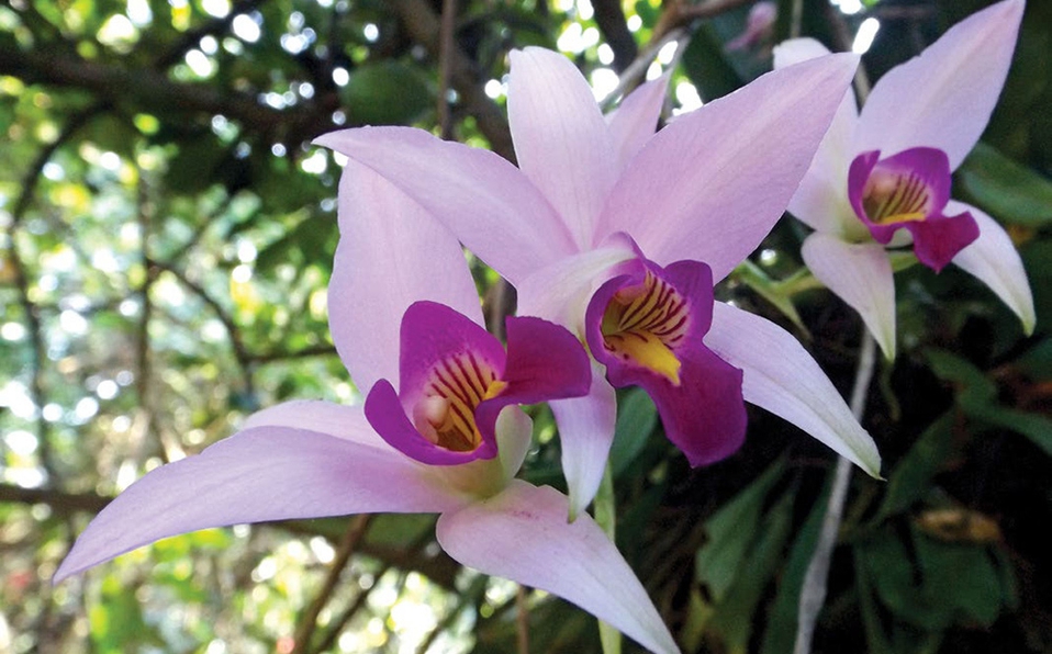 Tal día como hoy se decretó La Orquídea como flor nacional