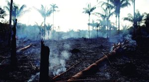 Los incendios que consumen a la selva tropical actualmente podrían acelerar entre 50 o 60% el deterioro de la Amazonía