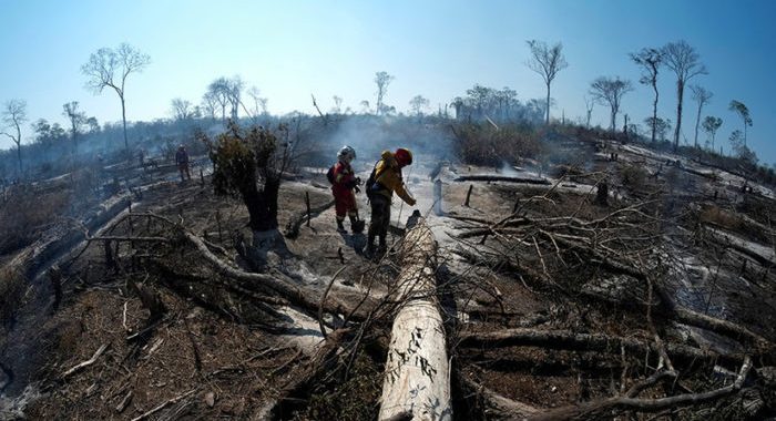 Al menos cuatro millones de hectáreas de bosque y pastizales fueron arrasados por las llamas