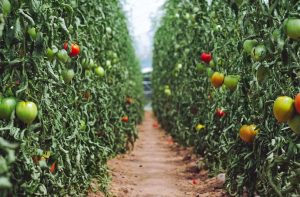Fundación Yammine nos cuenta las ventajas de la agricultura orgánica - FOTO