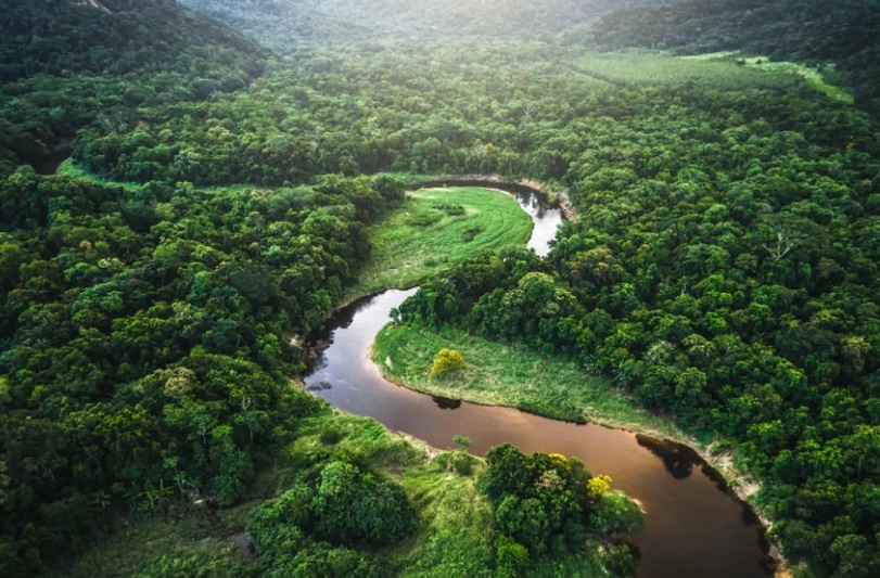 Fundación Yammine - ¡Conócela! ¡Importancia de la Selva Amazónica para nuestro planeta! - FOTO