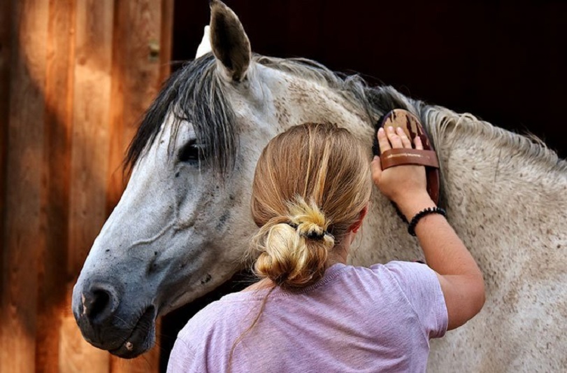 Juan Carlos López Tovar - ¡Conócelas! ¡Cinco maneras fáciles de cuidar a un caballo! - FOTO