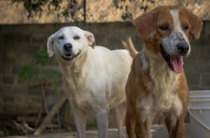 Diego Ricol - Banplus - Día del Perro Mestizo - Paticas Felices ¡Promoviendo la adopción canina! - FOTO