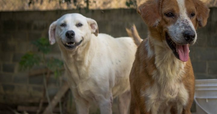 Diego Ricol - Banplus - Día del Perro Mestizo - Paticas Felices ¡Promoviendo la adopción canina! - FOTO