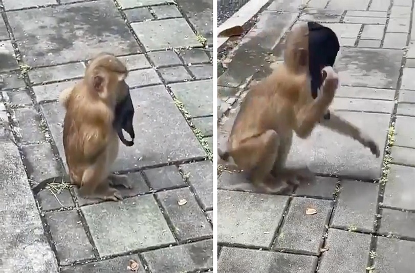 Mono es grabado recogiendo un tapaboca ¡y luego usándolo a la perfección! - FOTO