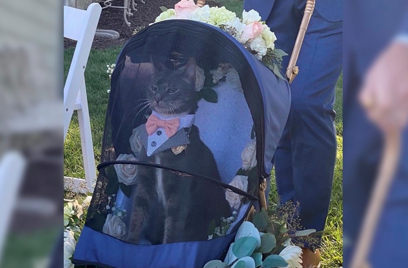 ¡Insólito! Gato oficia de padrino en una boda y conquista las redes por su elegante look - FOTO