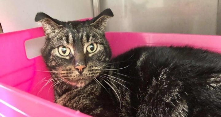 ¡Insólito! Gato sobrevive 52 días encerrado en una casa sin comida ni agua - FOTO