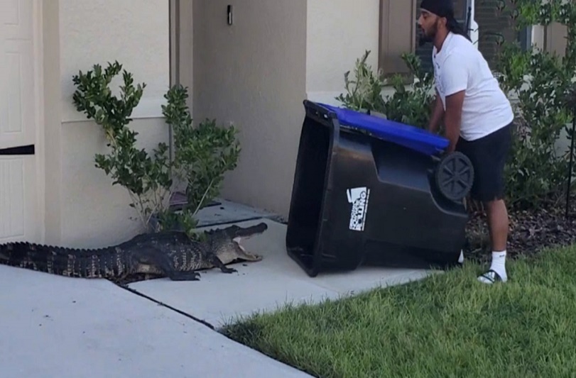 ¡Qué locura! ¡Hombre usa contenedor de basura para atrapar a un cocodrilo! - FOTO