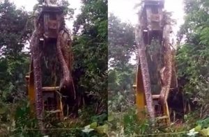 INCREÍBLE - La más grande del mundo ¡Grúa levanta enorme serpiente en selva de Dominica! - FOTO