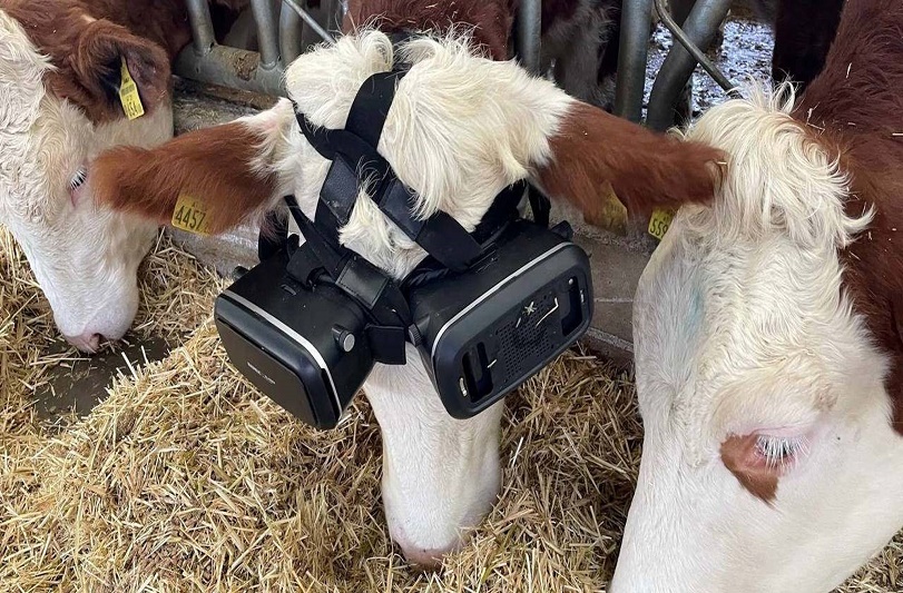 Granjero hace que sus vacas aumenten producción de leche usando anteojos de realidad virtual - FOTO