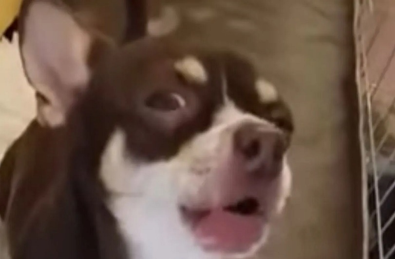 Chihuahua se hace viral gracias a sus dotes al ‘cantar’ la música de Star Wars - FOTO