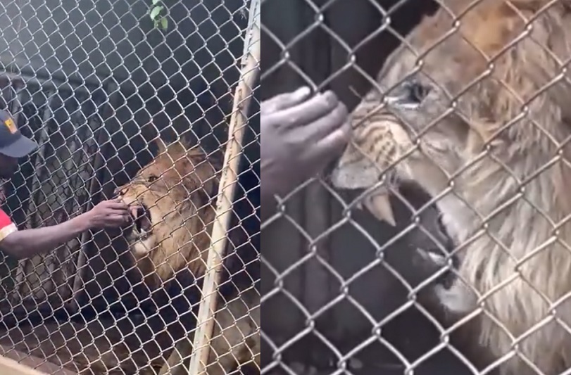¡No te metas con el león! Cuidador de zoológico pierde un dedo al provocar al Rey de la Selva - FOTO