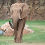 ¡Solidaridad animal! Elefante ayuda a rescatar a un antílope en un Zoo de Guatemala