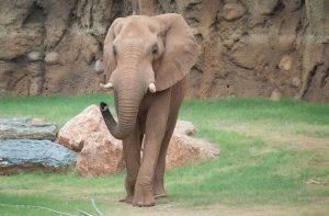 ¡Solidaridad animal! Elefante ayuda a rescatar a un antílope en un Zoo de Guatemala - FOTO