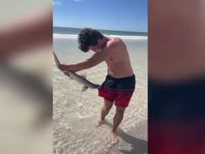 Tiburón martillo se engancha a bañador de joven en playa de Florida - FOTO