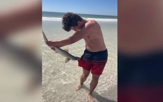 Tiburón martillo se engancha a bañador de joven en playa de Florida - FOTO
