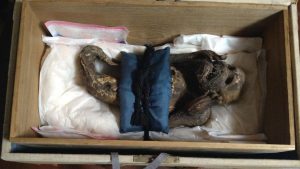 Resuelven misterio de la momia "mono-sirena" sagrada de Japón