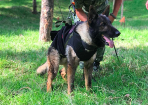 Murió entre escombros en Türkiye Proteo, perro rescatista mexicano