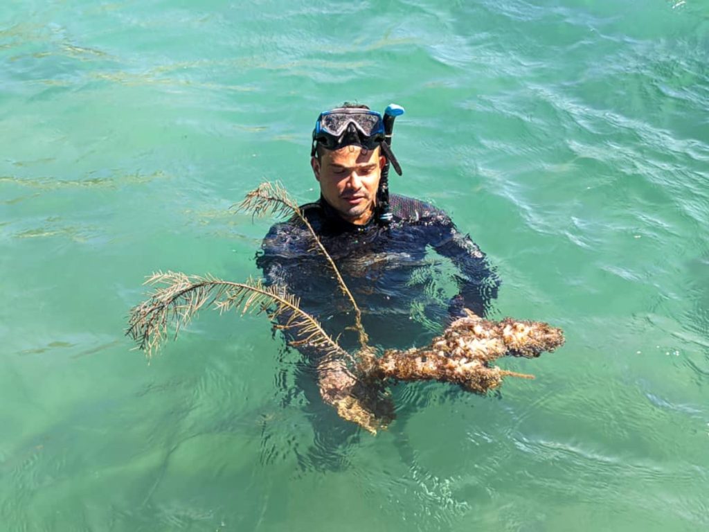 Avanza plan de mitigación del coral invasor en el Parque Mochima