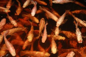 Desarrollan la acuaponía en edificio de Chacao