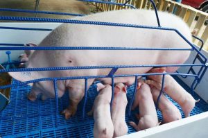 Guárico expuso potencial ganadero durante Feria de la Candelaria 2023