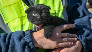 Una gata fue rescatada tras 178 horas entre los escombros en Turquía