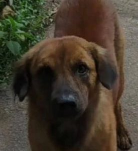 No más maltratro animal, Brown José debe aparecer