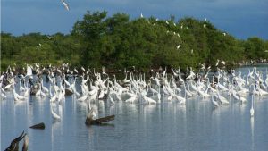 Tacarigua es estar entre manglares y aves