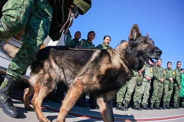 Murió “Proteo”, el heroico perro rescatista que fue a Turquía
