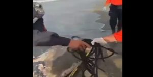 Hallaron un delfín muerto en La Guaira