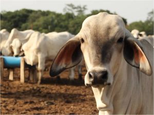 Técnicamente Venezuela está libre de fiebre aftosa