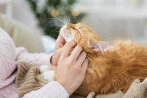 4 beneficios del ronroneo de los gatos para las personas