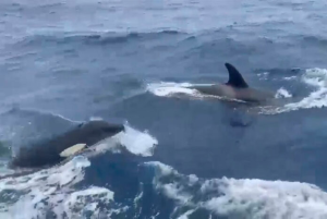 Bajas temperaturas traen la visita de una familia de Orcas en La Guaira