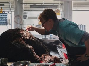 El "Lobo vikingo" revive en Netflix