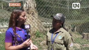 Conoce a Xion, el cachorro de León africano de Caricuao