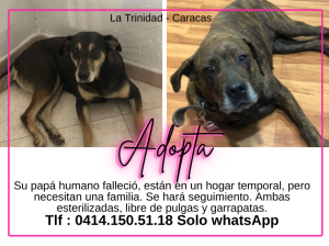 Cartelera de adopciones - Últimas Noticias