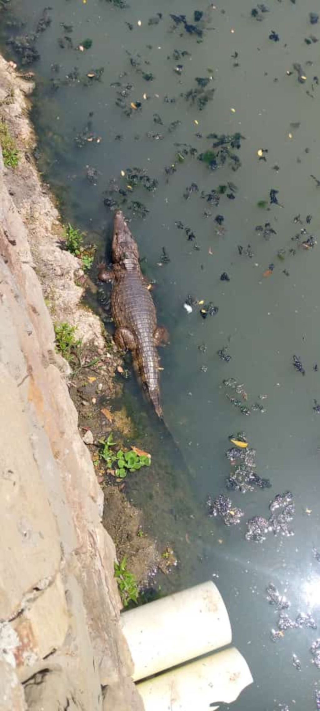 Presencia de babas en canal de Lechería no representa peligro