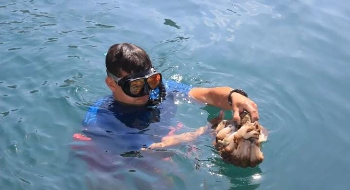 Yammine: La especie Unomia Stolonífera, Coral que ha invadido al Parque Nacional Mochima
