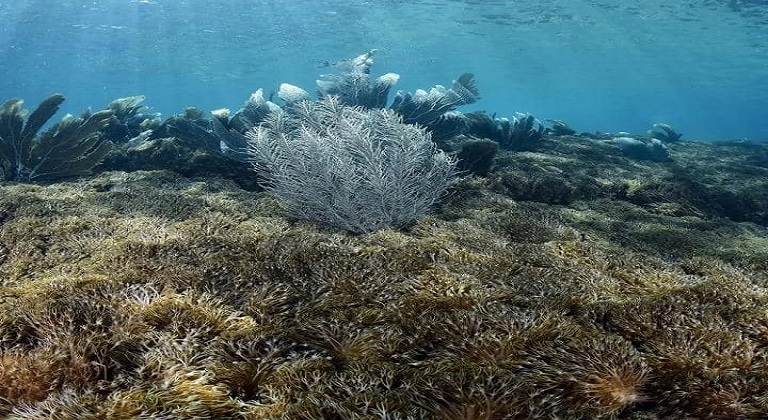 Yammine: La especie Unomia Stolonífera, Coral que ha invadido al Parque Nacional Mochima