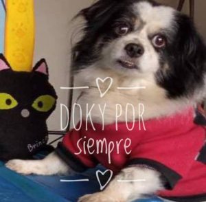Despedir a su Doky Bodoque: la mayor prueba de amor para Eneida