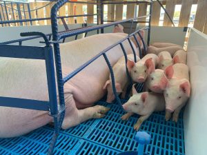 En Lara granja porcina genera 40 mil animales al año para consumo