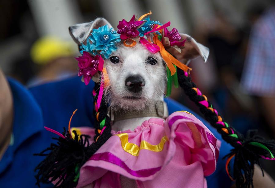 En Nicaragua perros disfrazados son bendecidos por san Lázaro