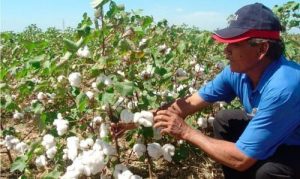 Guárico produce el mejor algodón del país