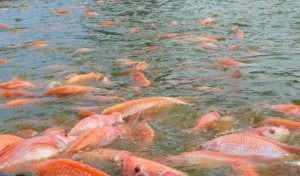 Impulsan piscicultura intensiva en Portuguesa